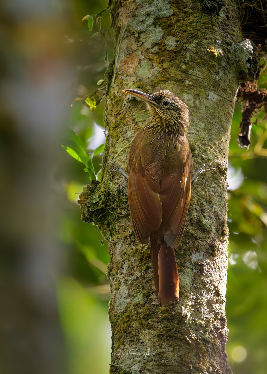 Cocoa Woodcreeper - ML640735637