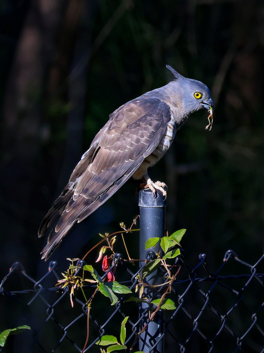Pacific Baza - ML640735680