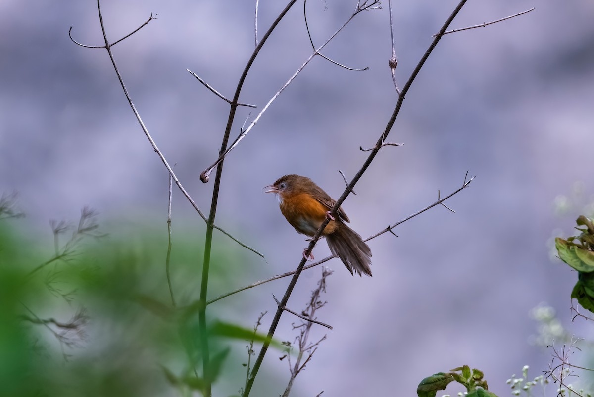 Tawny-bellied Babbler - ML640735707