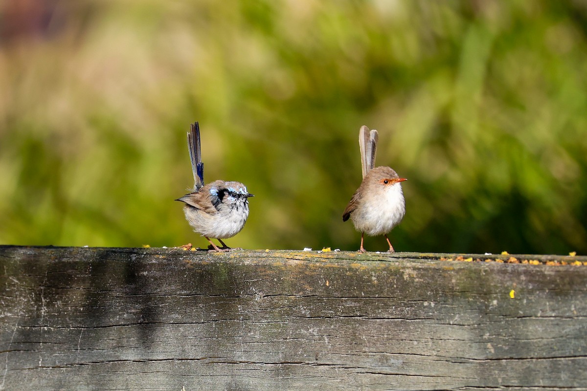 Superb Fairywren - ML640735752