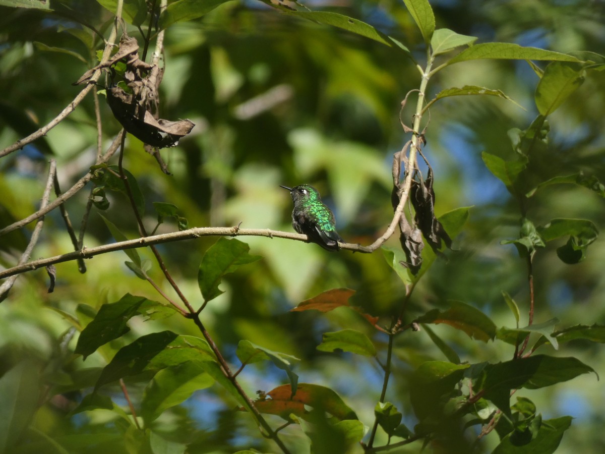 Emerald-chinned Hummingbird - ML640735758