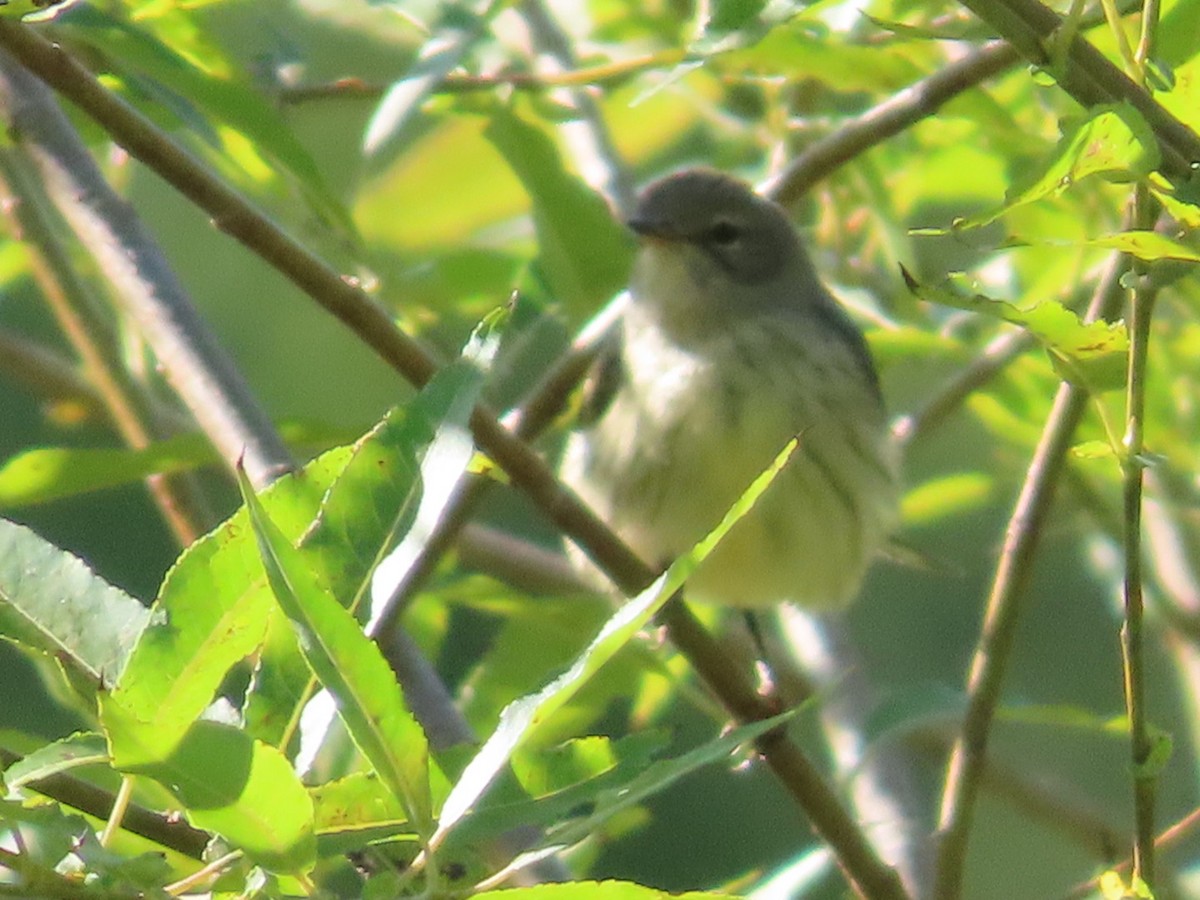 Yellow-rumped Warbler - ML640735763