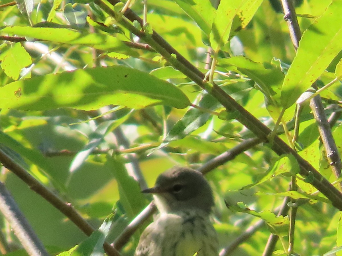 Yellow-rumped Warbler - ML640735764