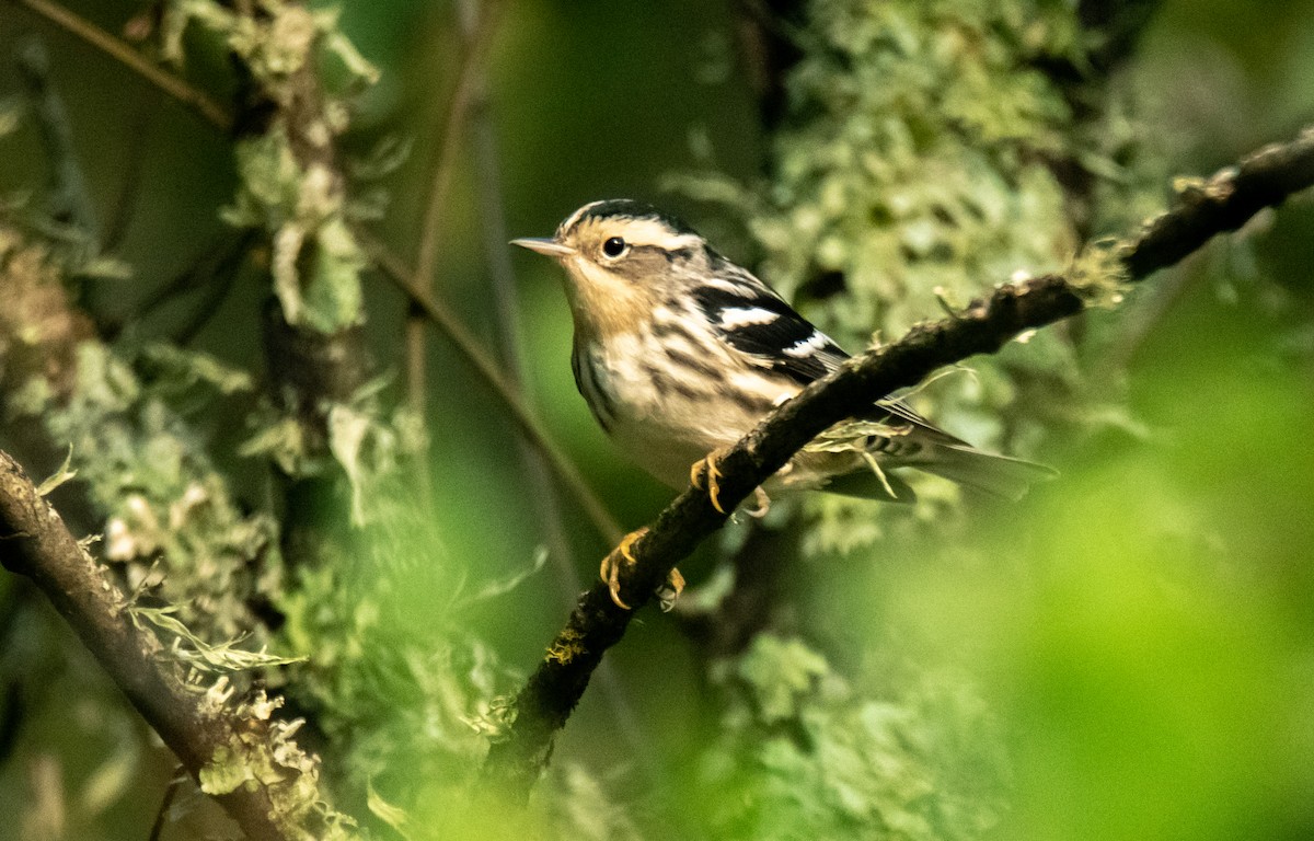 Black-and-white Warbler - ML640735771