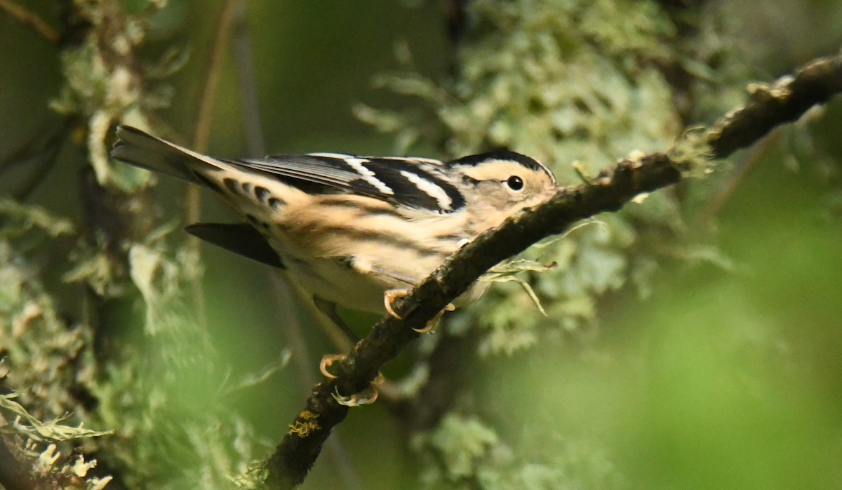 Black-and-white Warbler - ML640735774