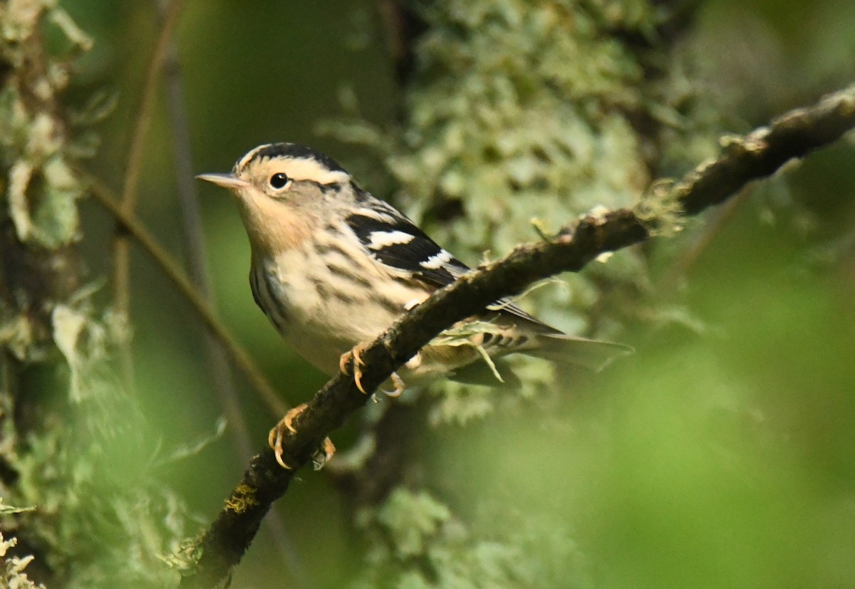 Black-and-white Warbler - ML640735775