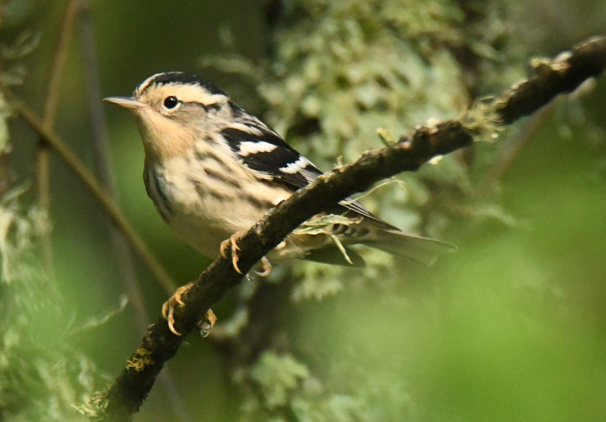 Black-and-white Warbler - ML640735776