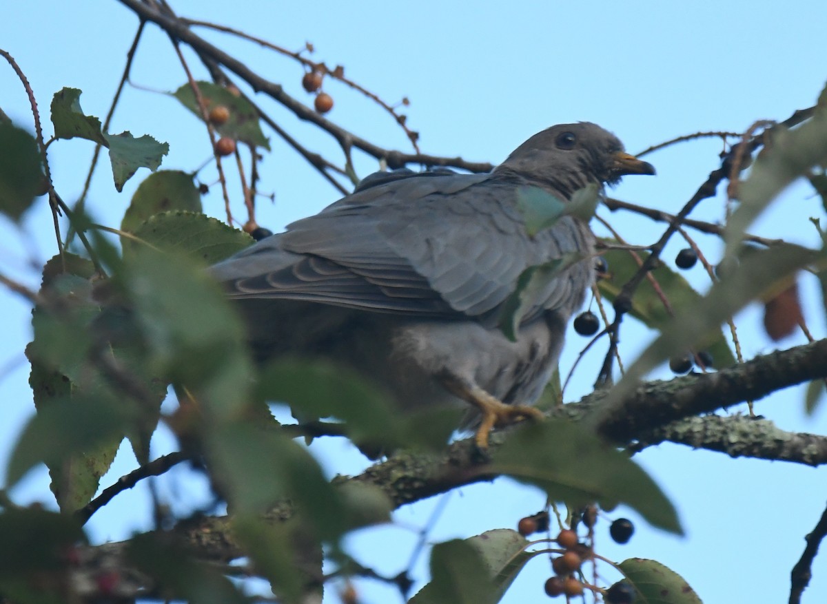 Band-tailed Pigeon - ML640735779