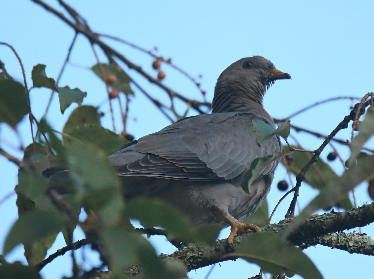 Band-tailed Pigeon - ML640735780