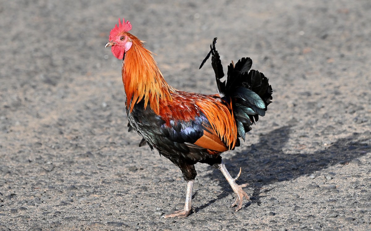 Red Junglefowl (Domestic type) - ML640735842