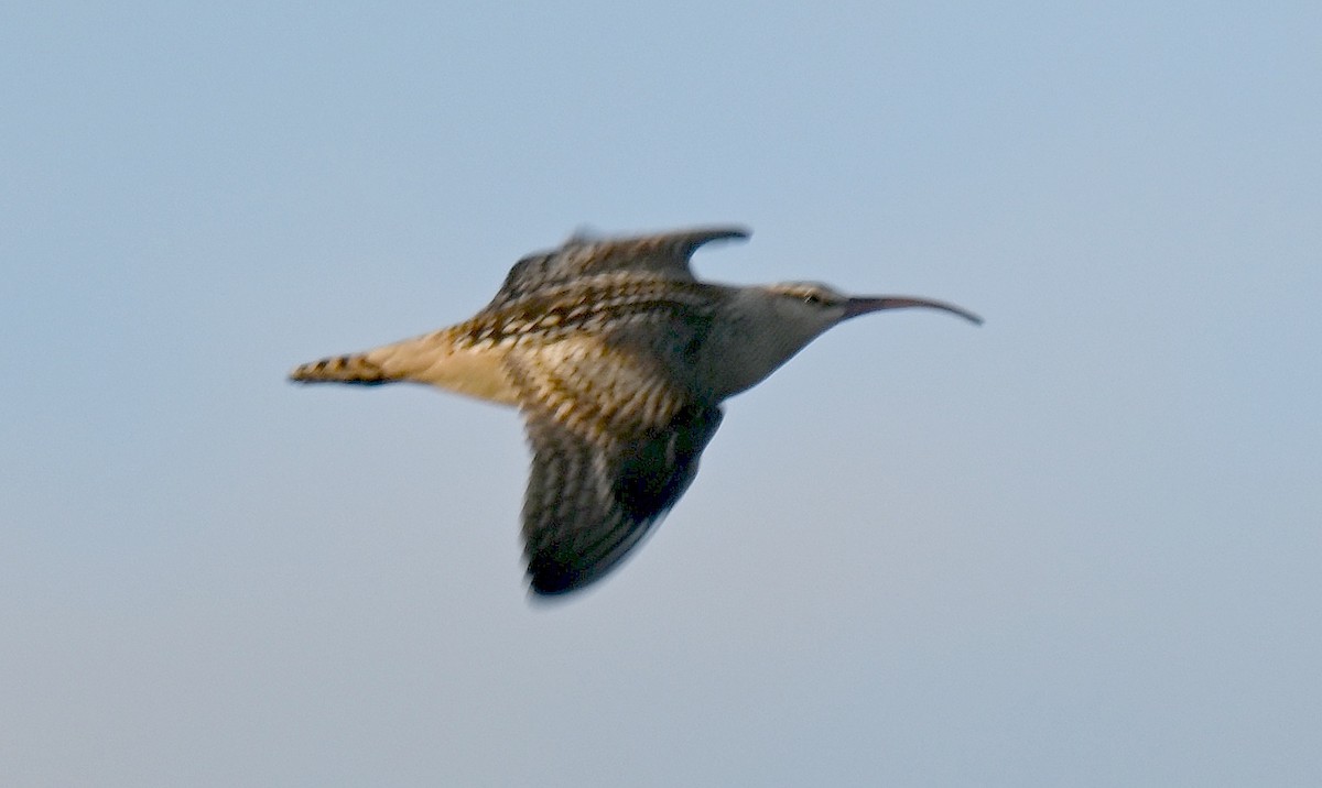 Bristle-thighed Curlew - ML640735853