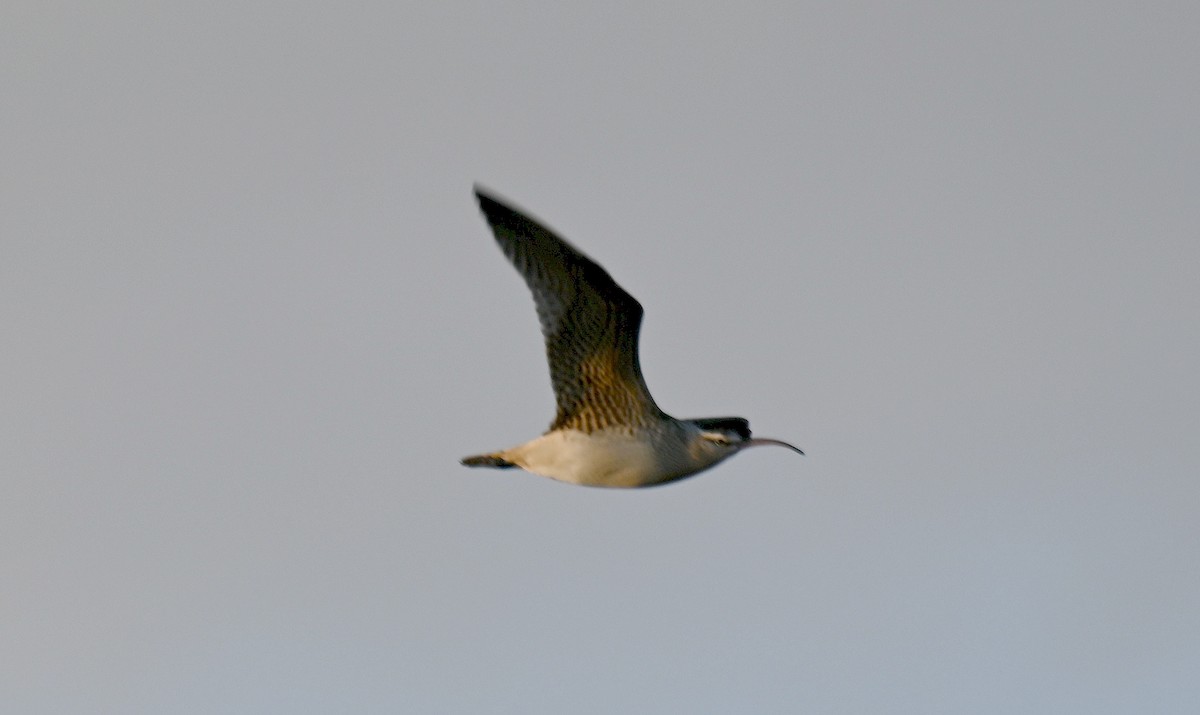 Bristle-thighed Curlew - ML640735854