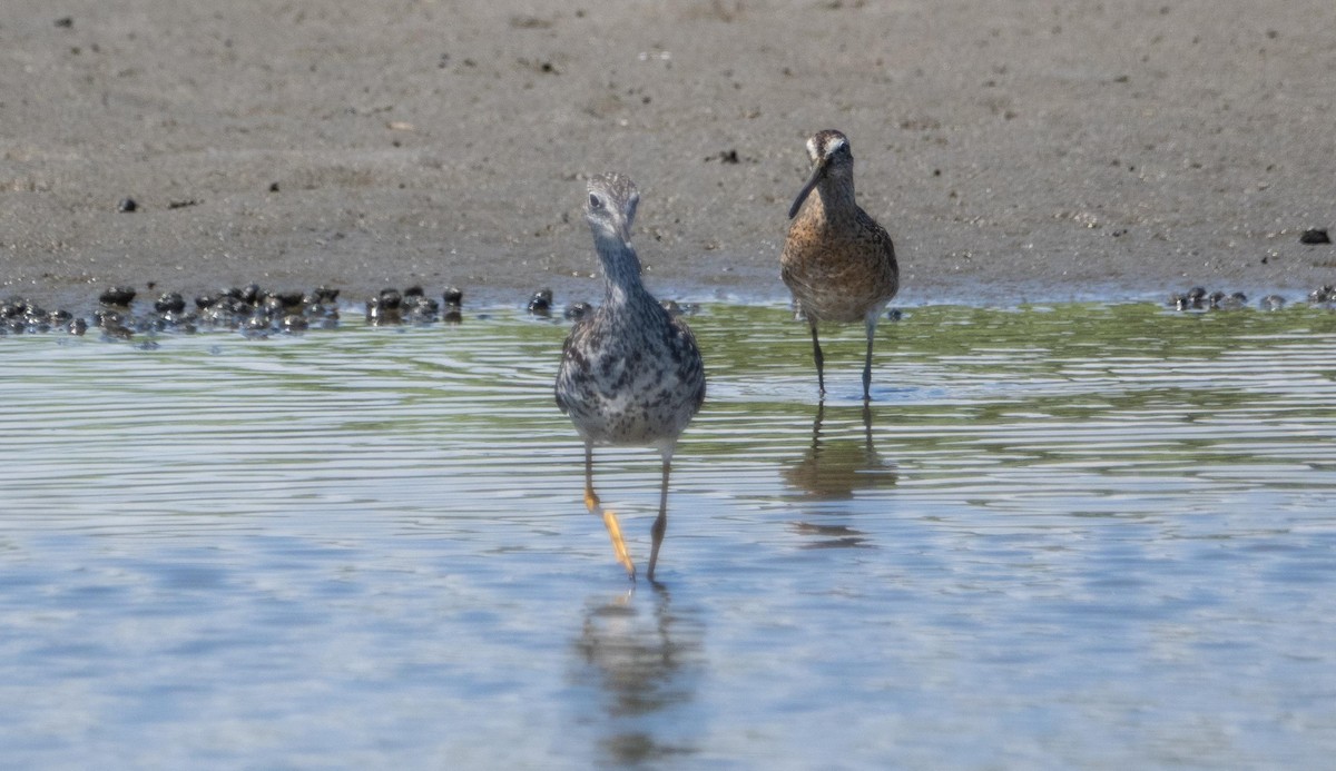 Greater Yellowlegs - ML640735921