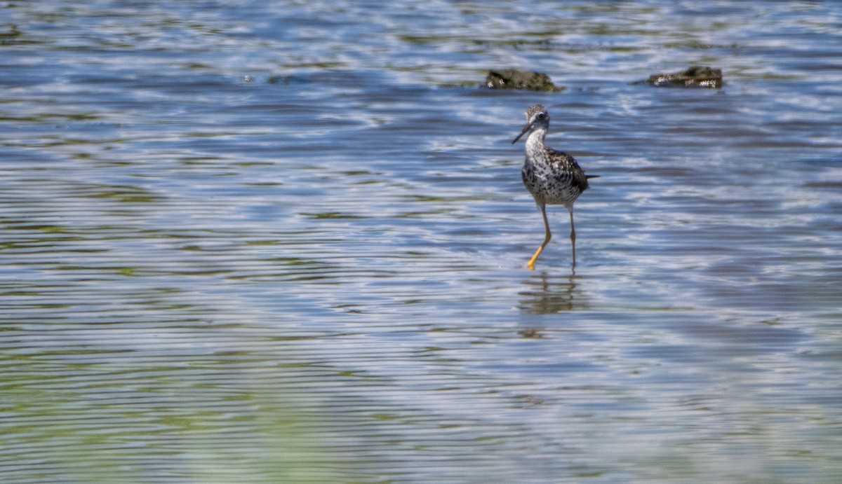 Greater Yellowlegs - ML640735922