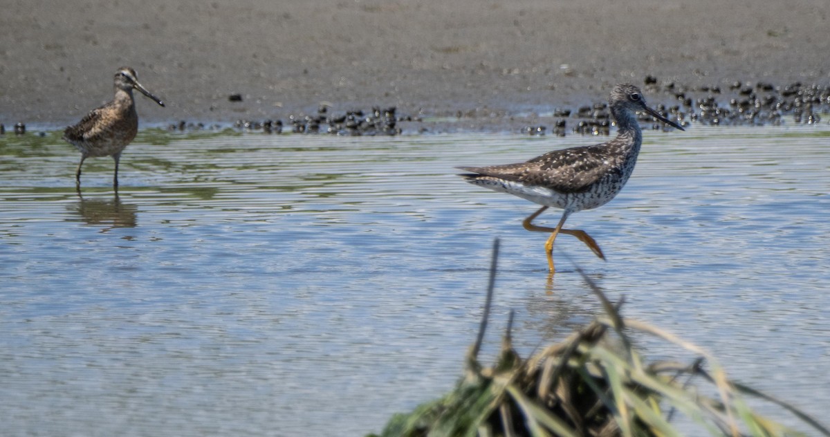 Greater Yellowlegs - ML640735923