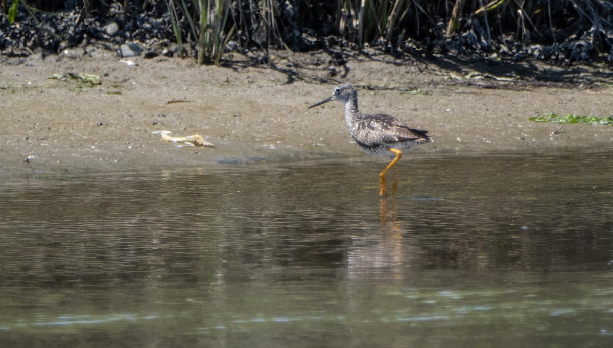 Greater Yellowlegs - ML640735924