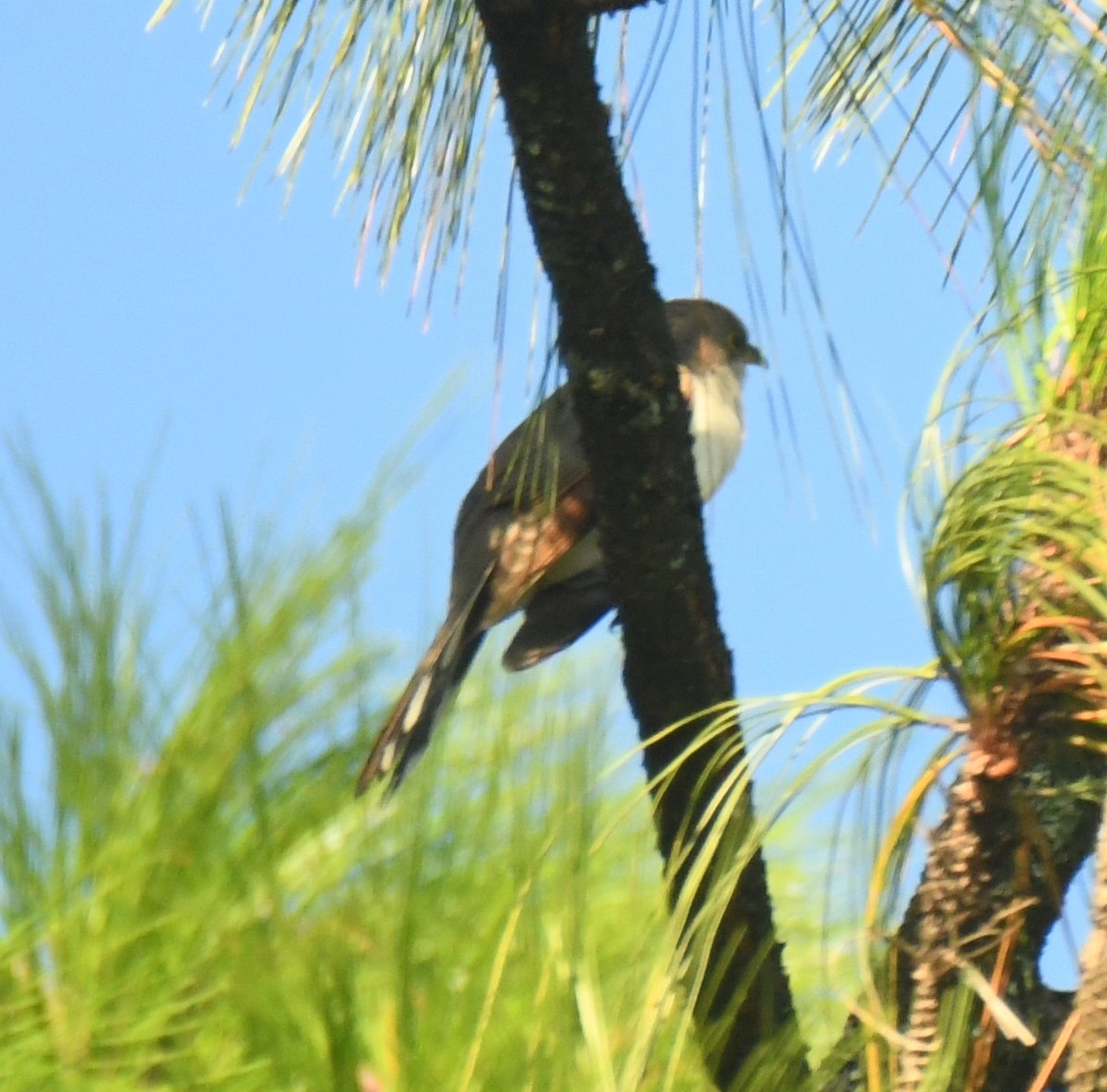 Yellow-billed Cuckoo - ML640735954