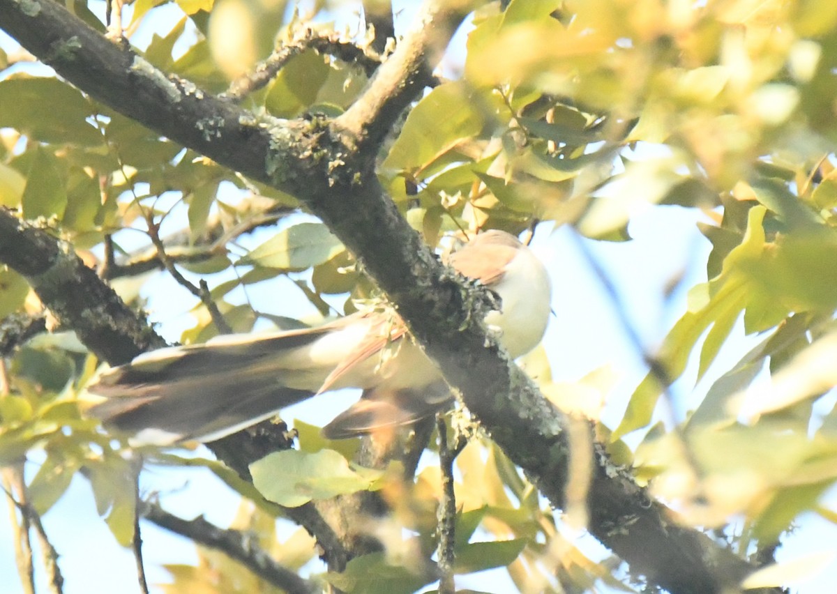 Yellow-billed Cuckoo - ML640735955
