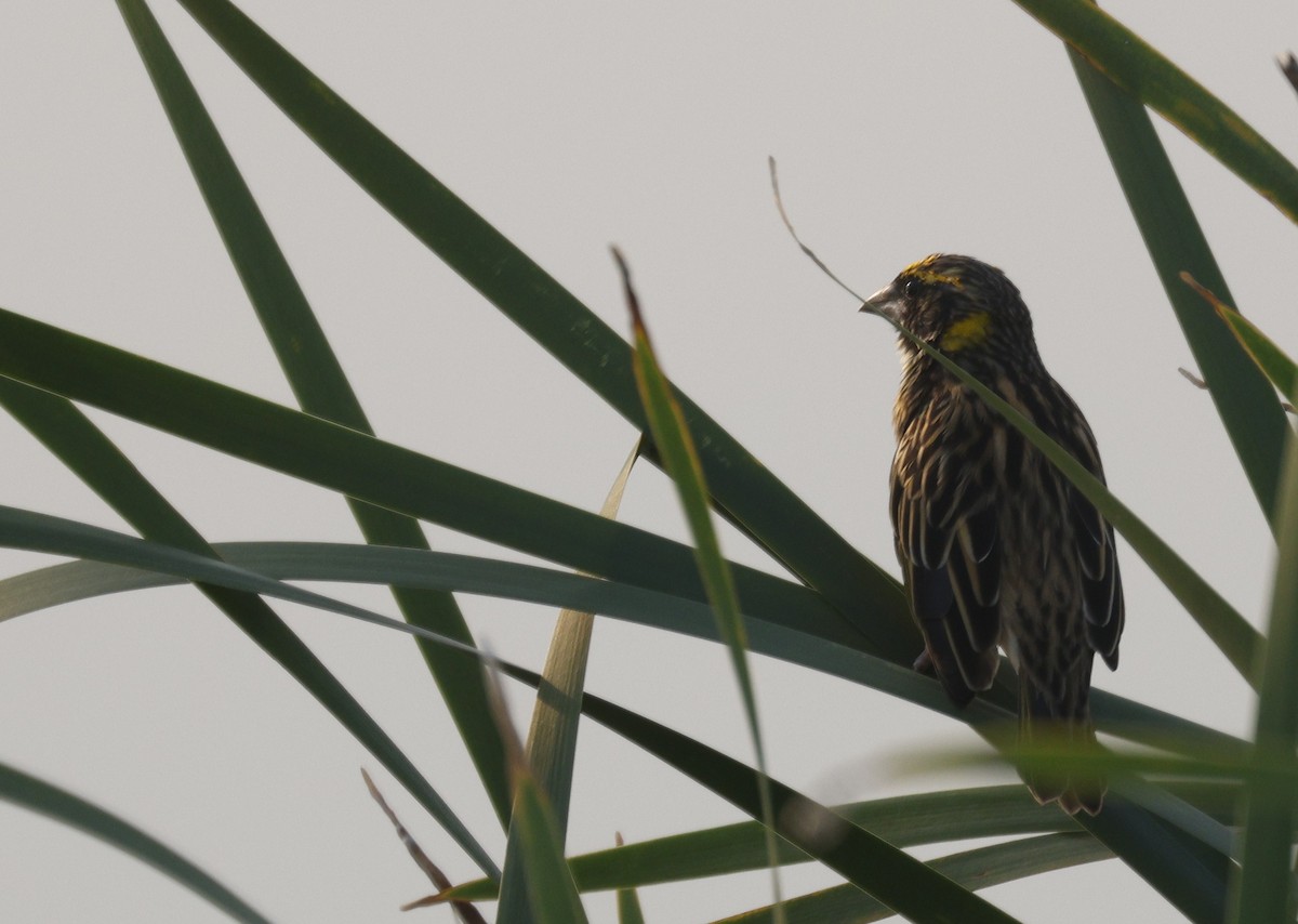 Streaked Weaver - ML640735997