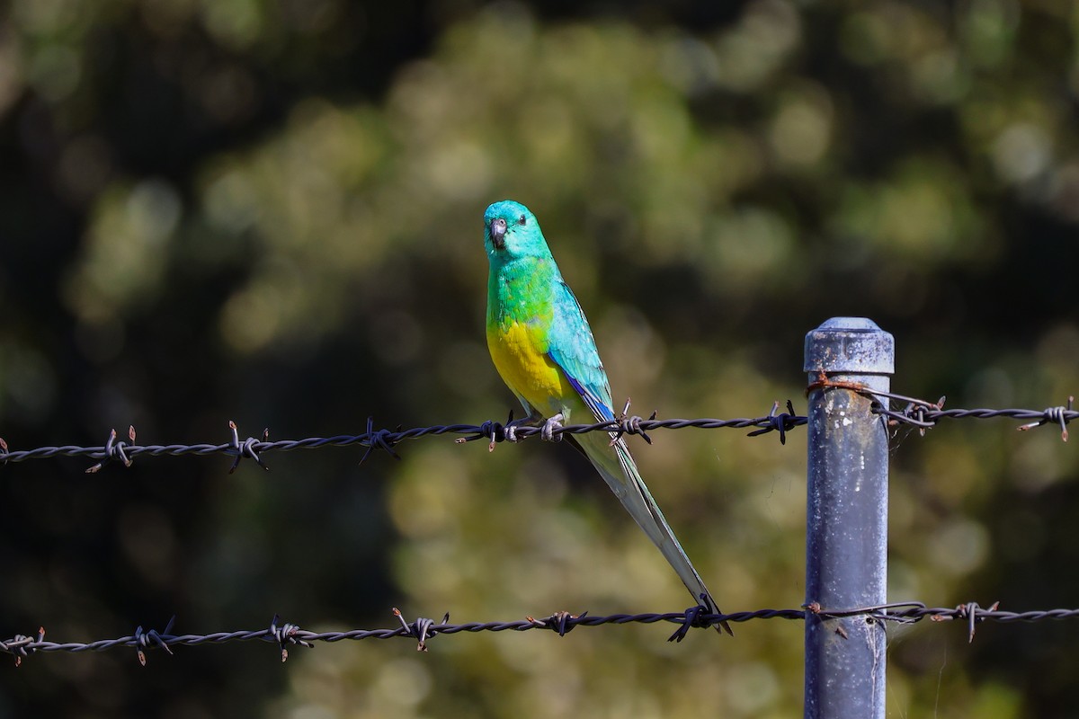 Red-rumped Parrot - ML640736007
