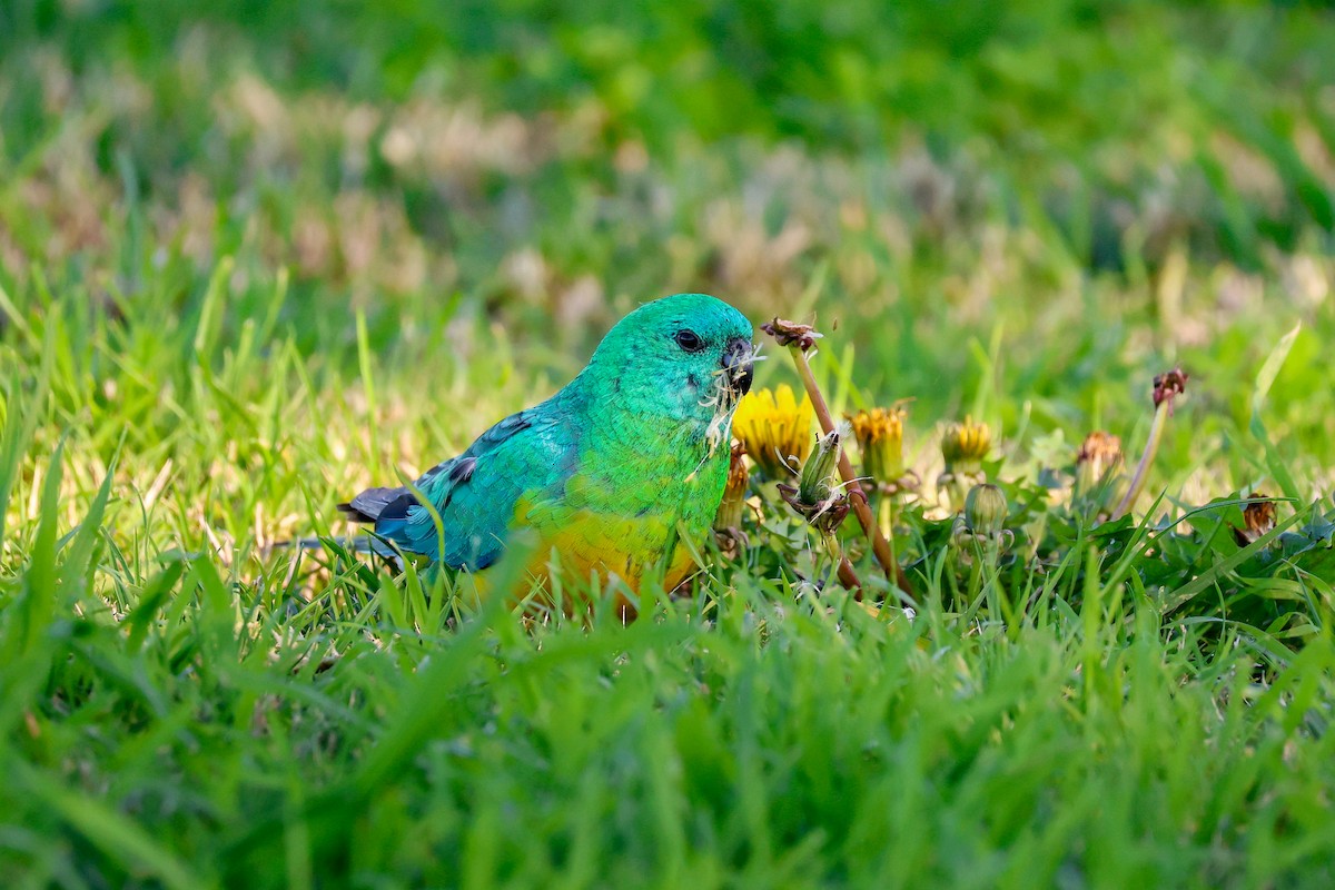 Red-rumped Parrot - ML640736008