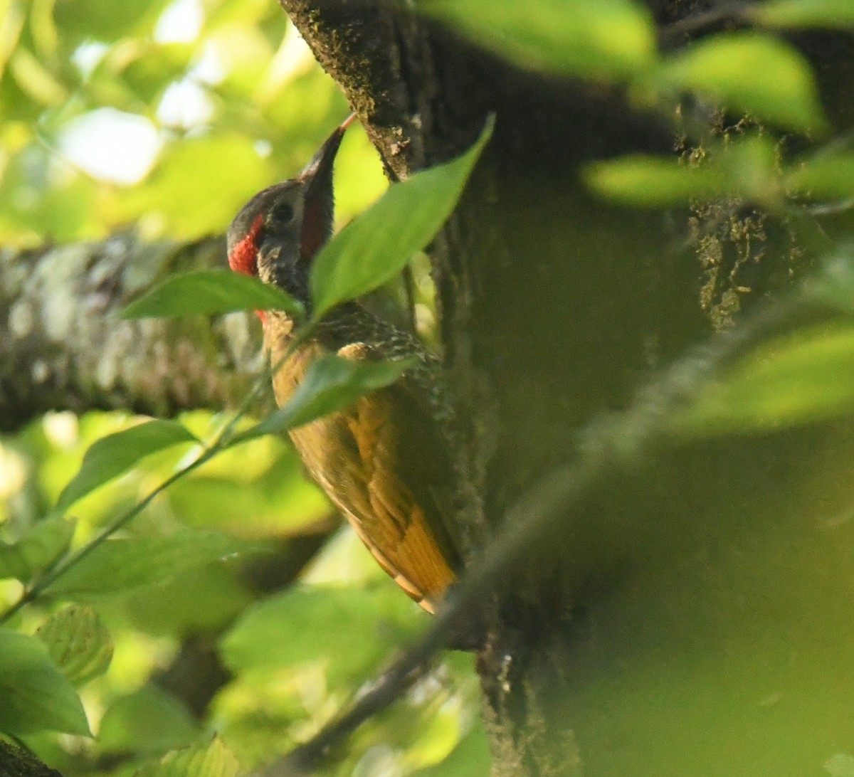 Golden-olive Woodpecker - ML640736016