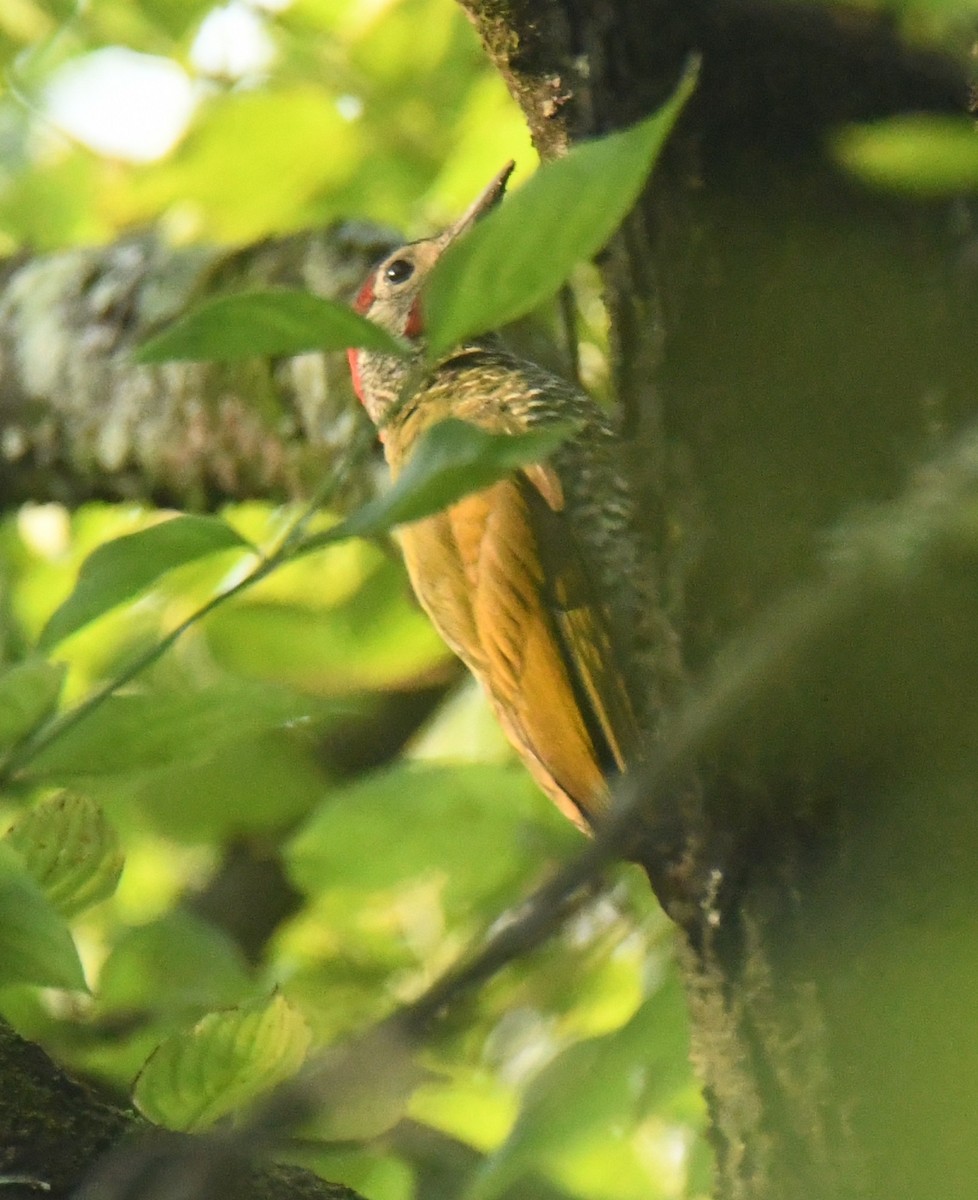 Golden-olive Woodpecker - ML640736017