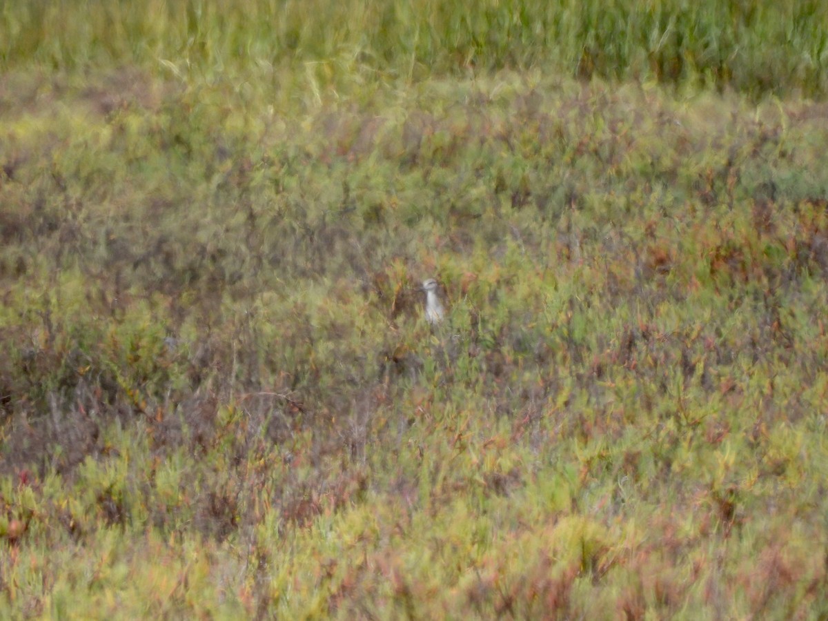 Yellow-crowned Night Heron - ML640736081