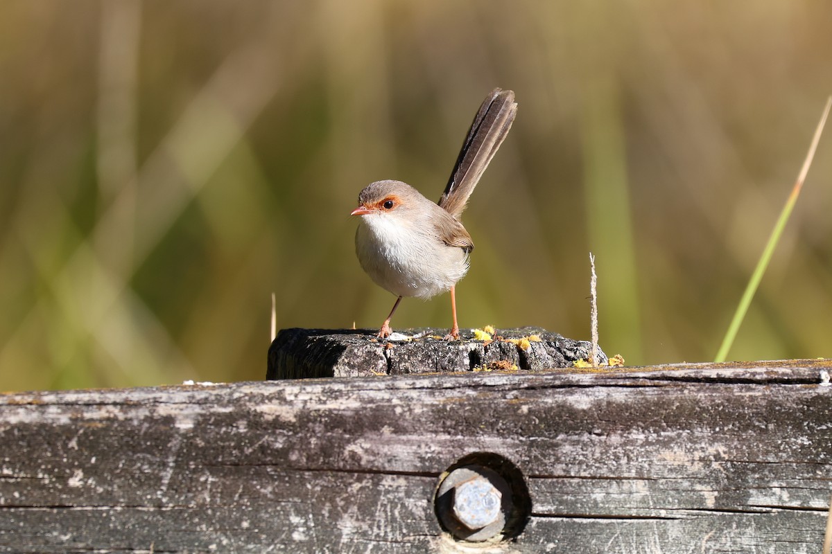 Superb Fairywren - ML640736098