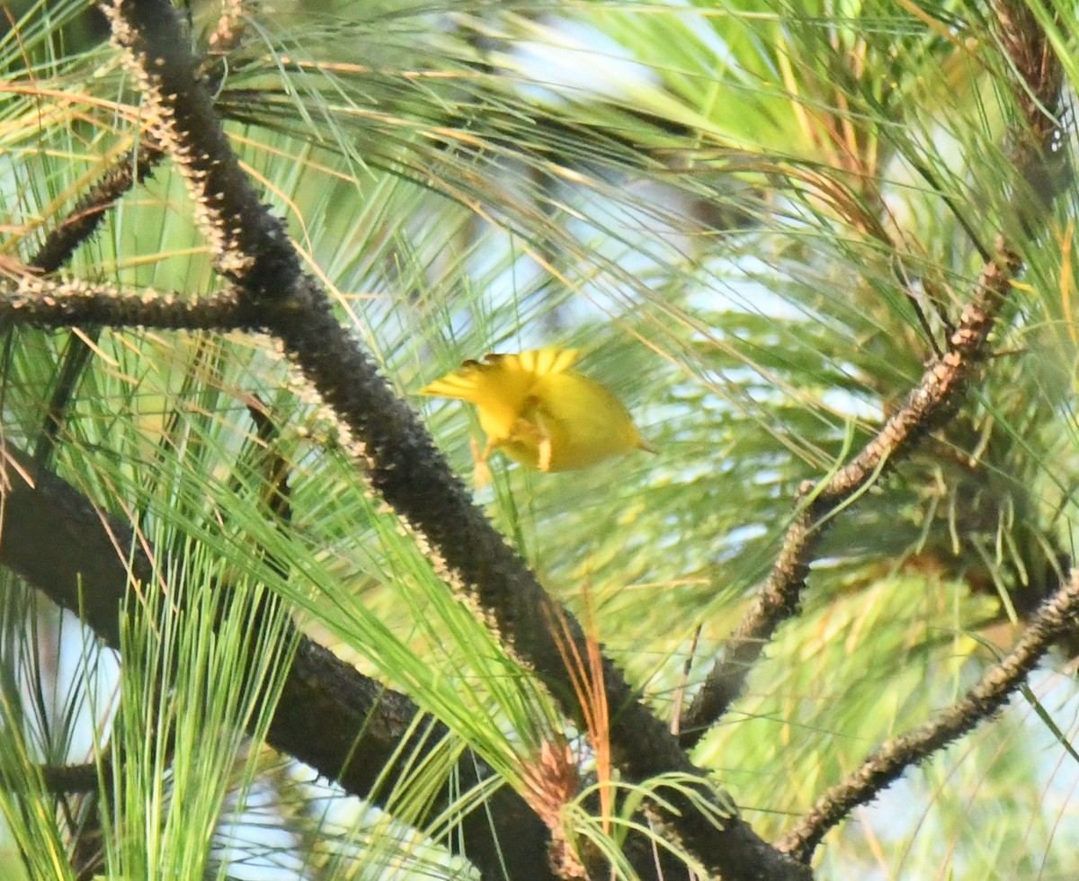 Northern Yellow Warbler - ML640736106