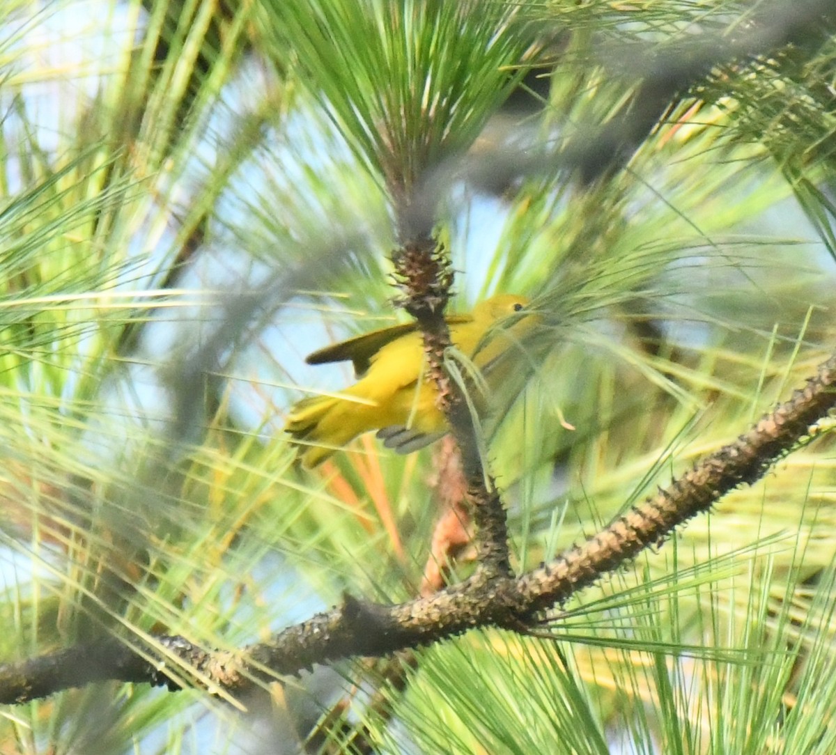 Northern Yellow Warbler - ML640736107