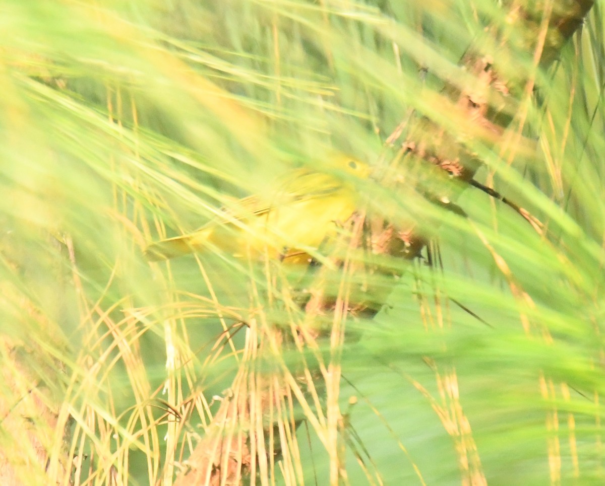 Northern Yellow Warbler - ML640736108