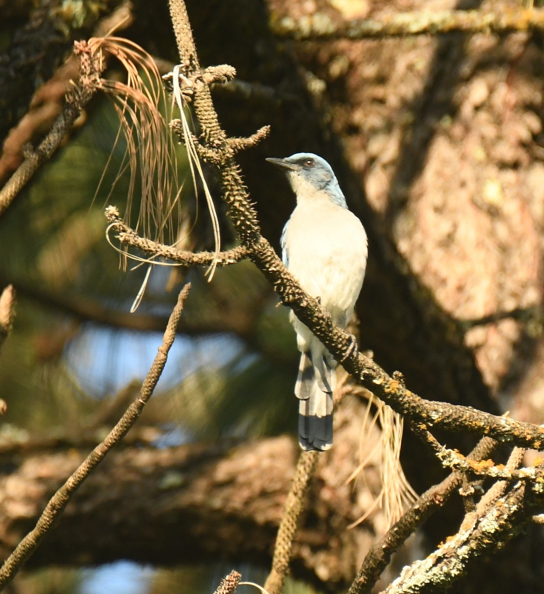 Mexican Jay - ML640736121