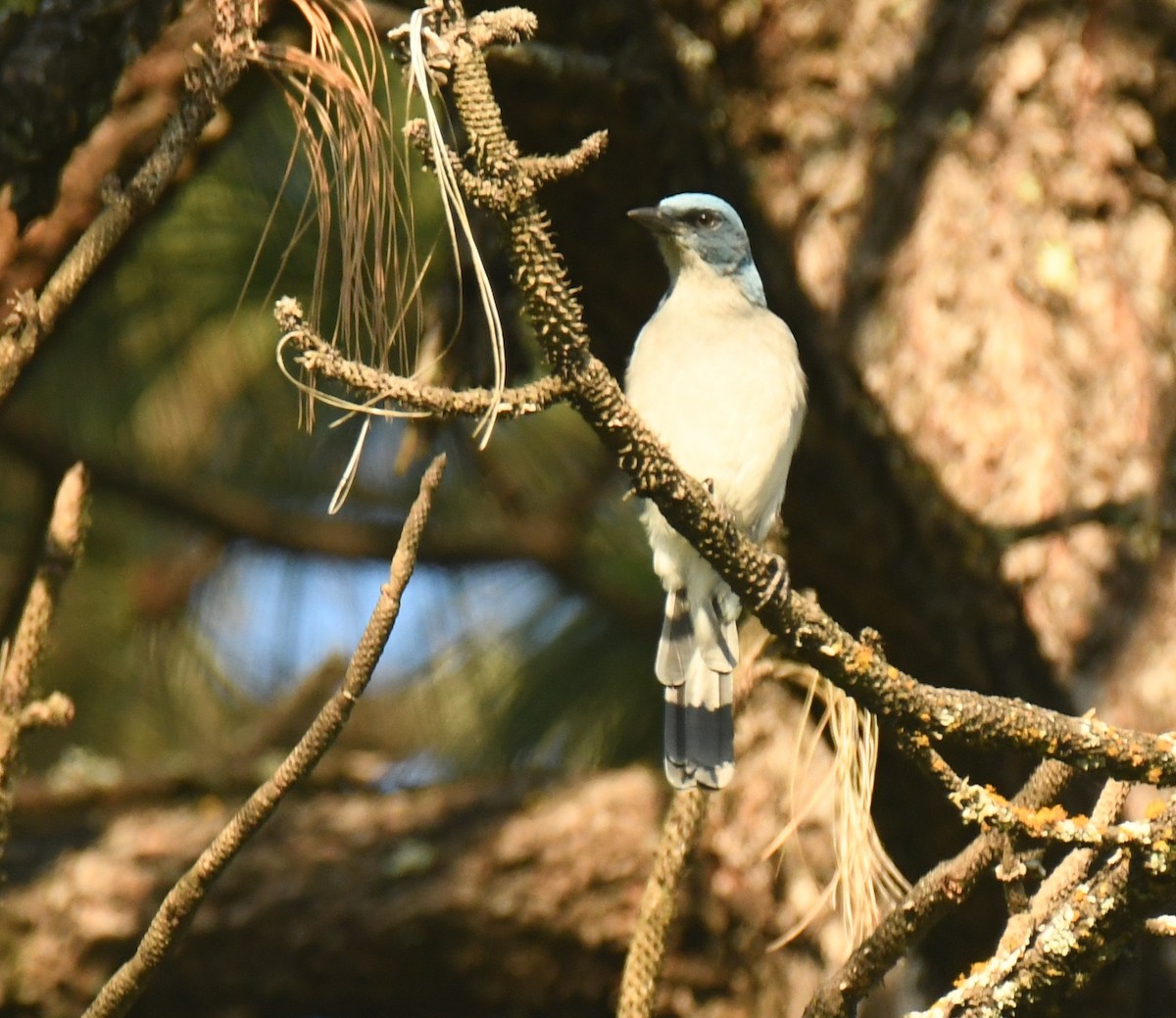 Mexican Jay - ML640736122