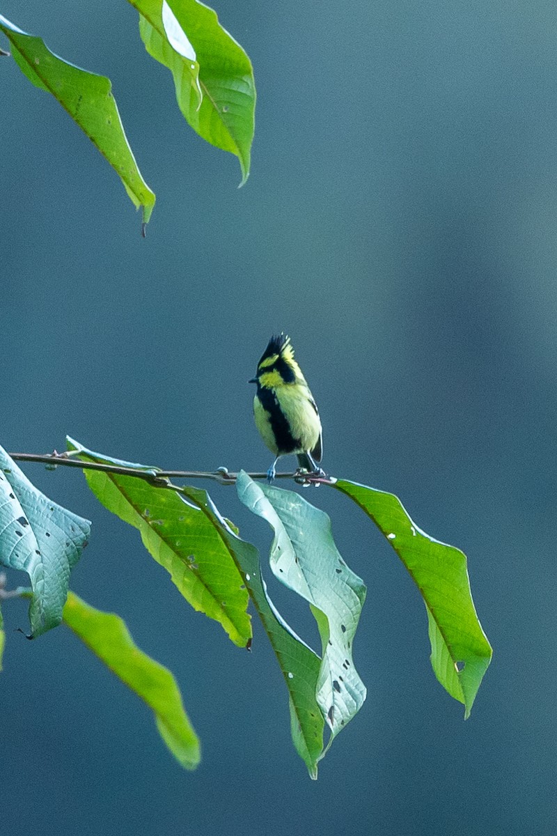 Himalayan Black-lored Tit - ML640736169