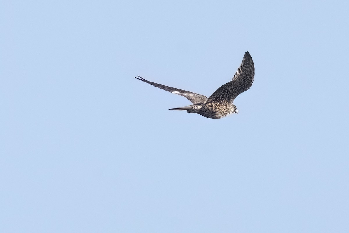 Peregrine Falcon - ML640736170