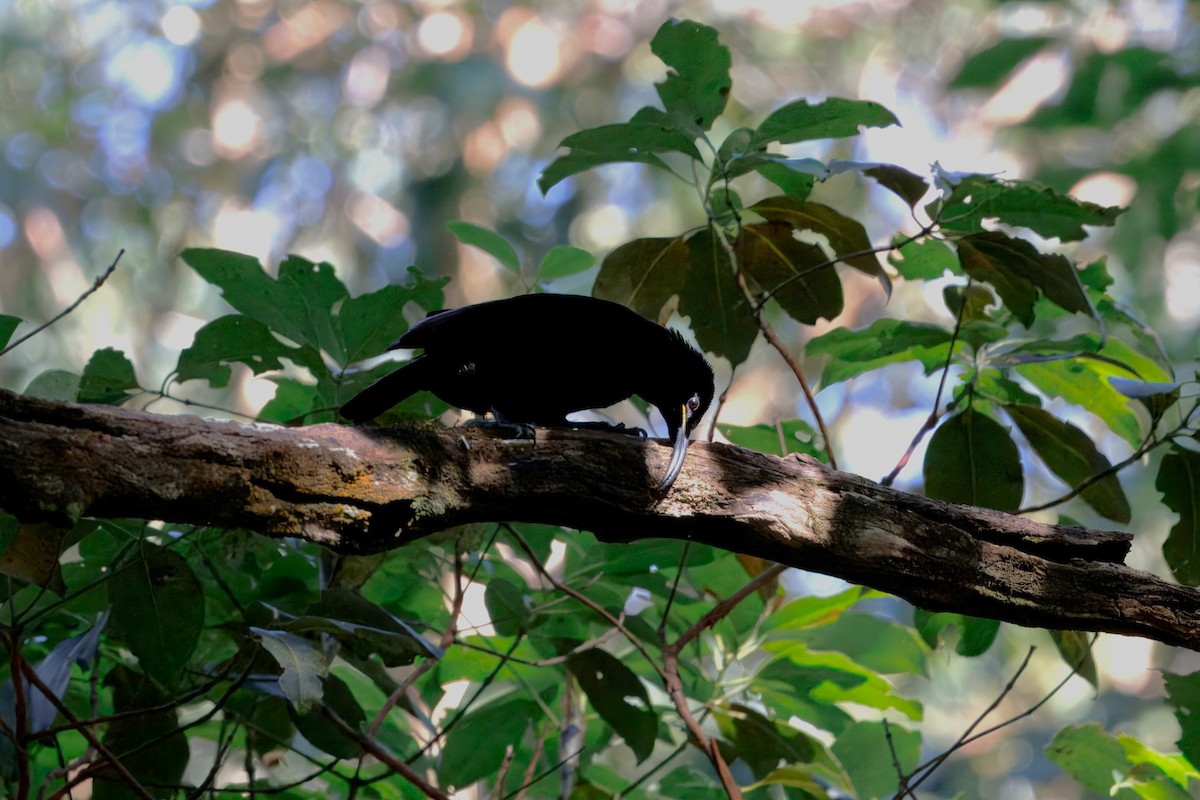 Paradise Riflebird - ML640736181