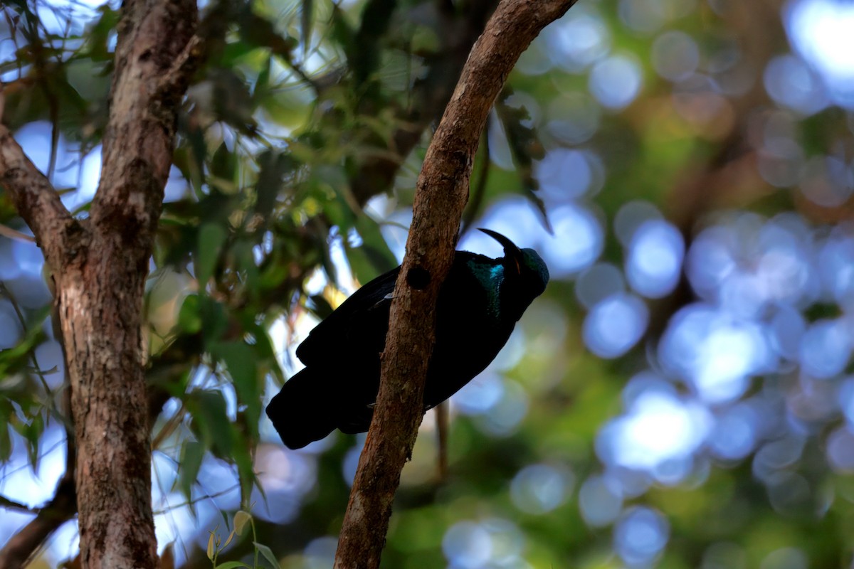 Paradise Riflebird - ML640736191