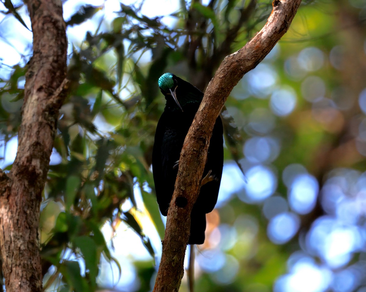 Paradise Riflebird - ML640736206