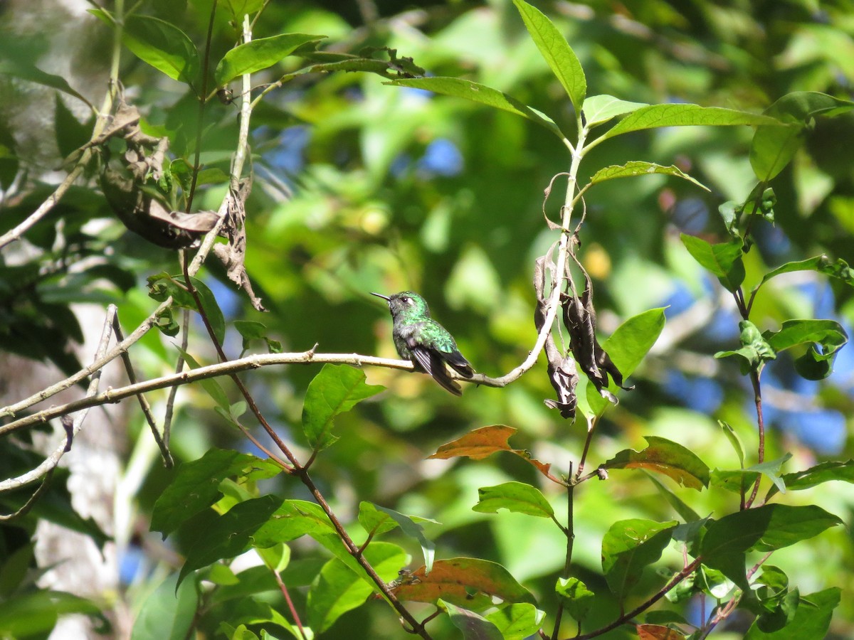 Emerald-chinned Hummingbird - ML640736209
