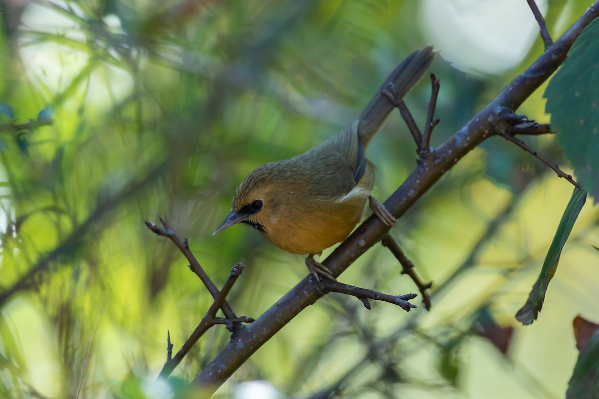 Black-chinned Babbler - ML640736236