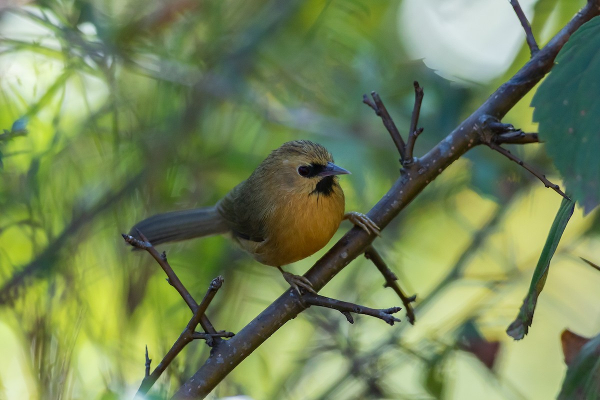 Black-chinned Babbler - ML640736237