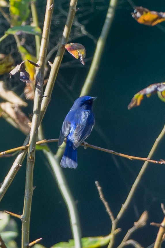 Small Niltava - ML640736246