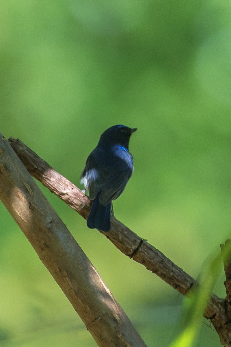 Small Niltava - ML640736247