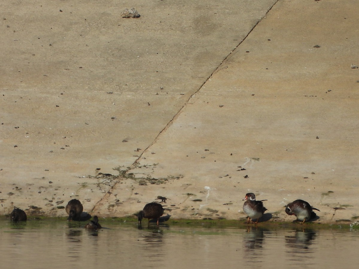 Wood Duck - ML640736255