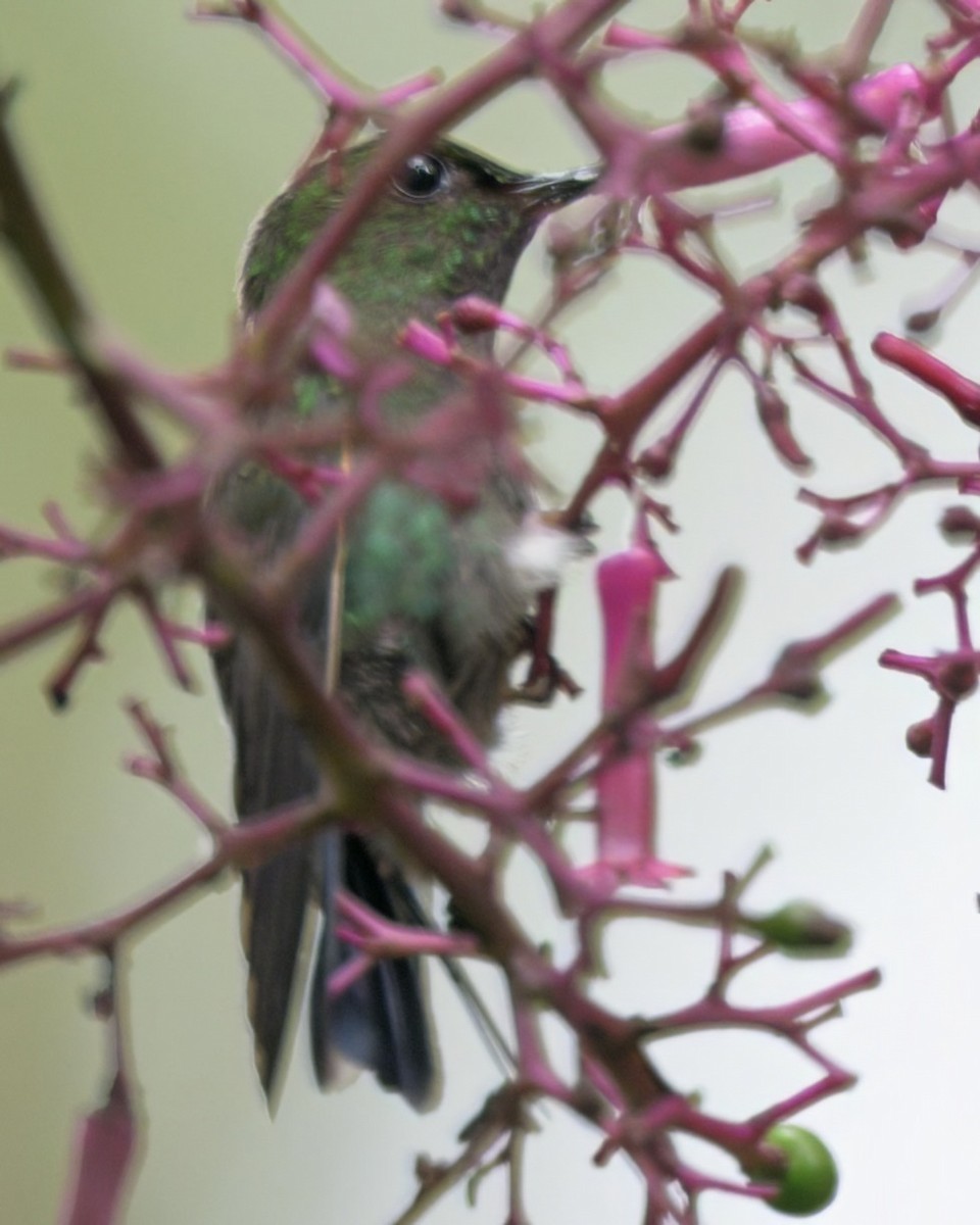 Greenish Puffleg - ML640736289