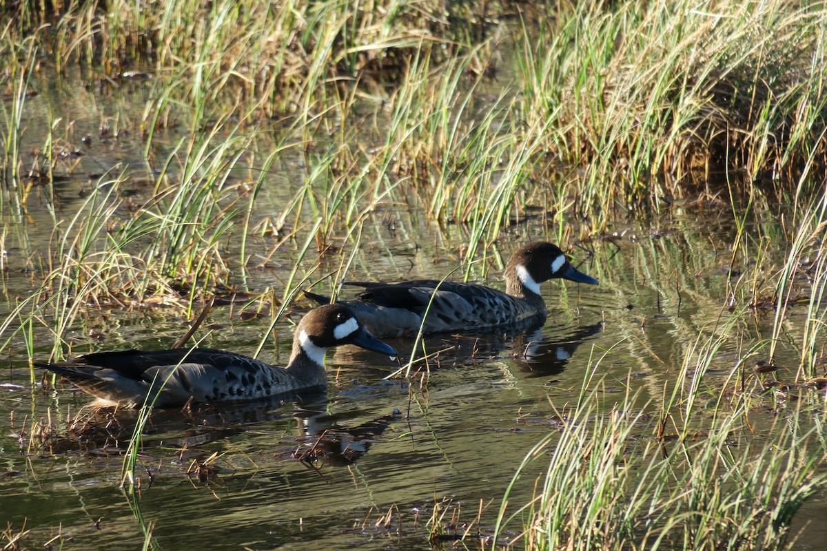 Spectacled Duck - ML640736311