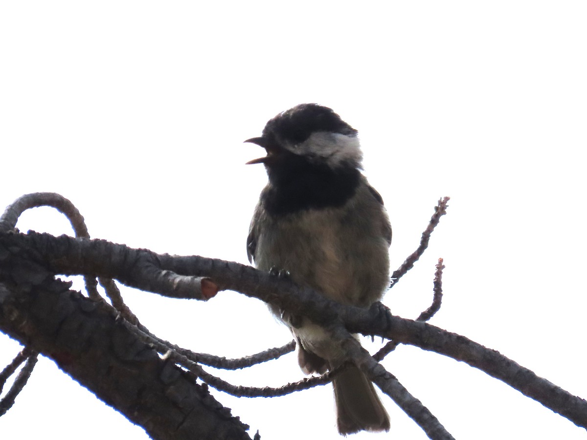 Mexican Chickadee - ML640736354