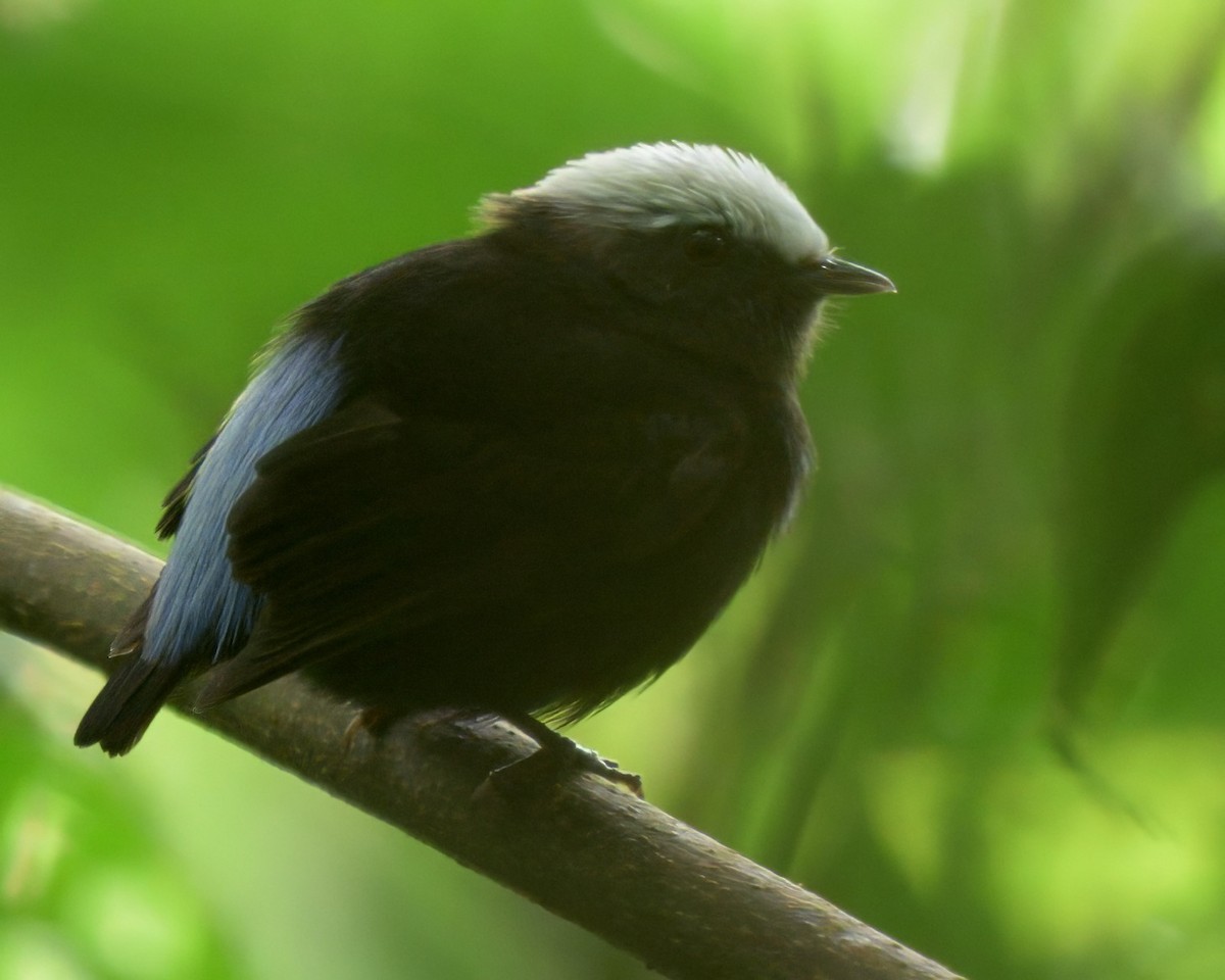 blågumpmanakin - ML640736356