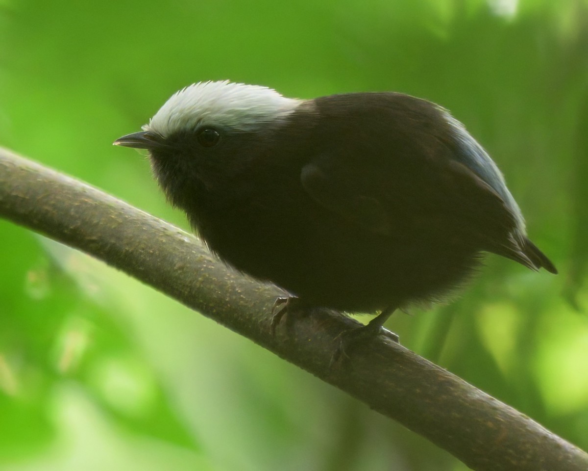 blågumpmanakin - ML640736357